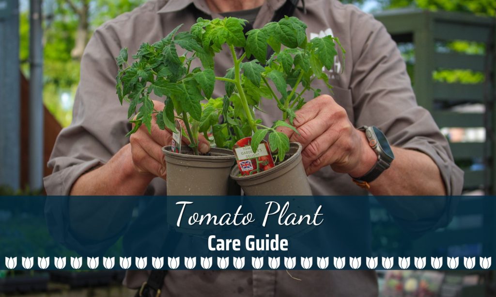 The Ultimate Tomato Plant Care Guide!