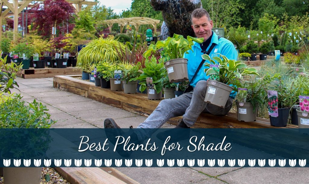 Alex’s Guide to Shade-Loving Plants for Your Garden!